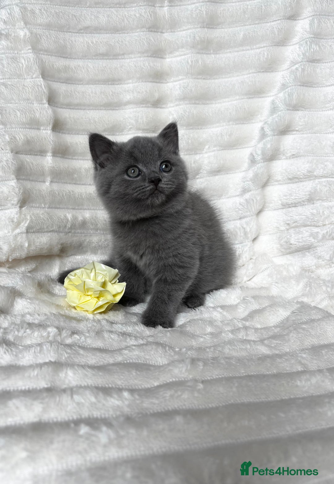 British Shorthair cats for sale: OUTSTANDING GCCF + HEALTH TESTED BSH + BLH KITTENS - Image 4