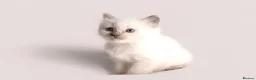 Ragdoll cats for sale: Beautiful Pedigree Ragdoll Kittens  - Advert 9