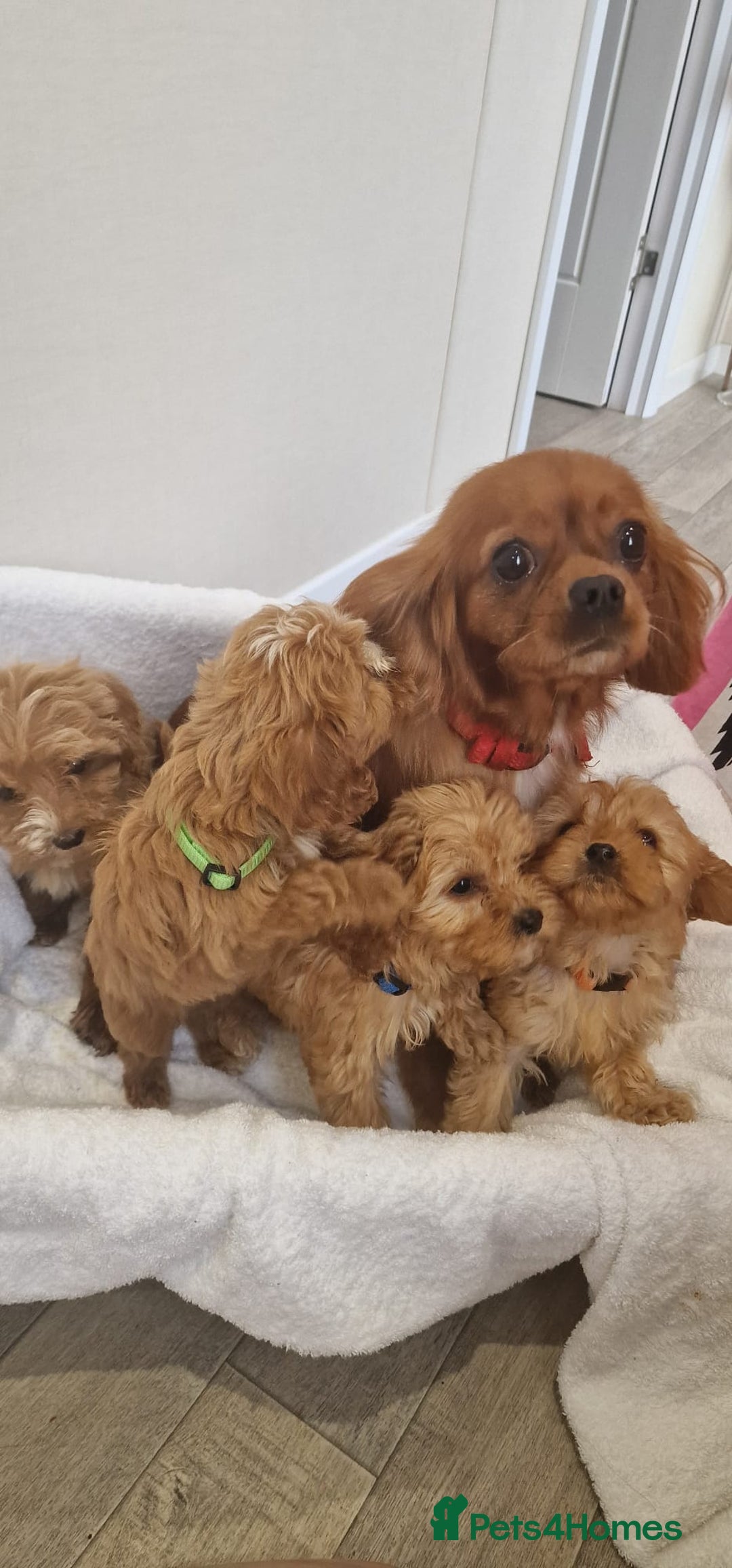 Cavapoo dogs for sale: Beautiful cavapoo fur babies  - Image 18