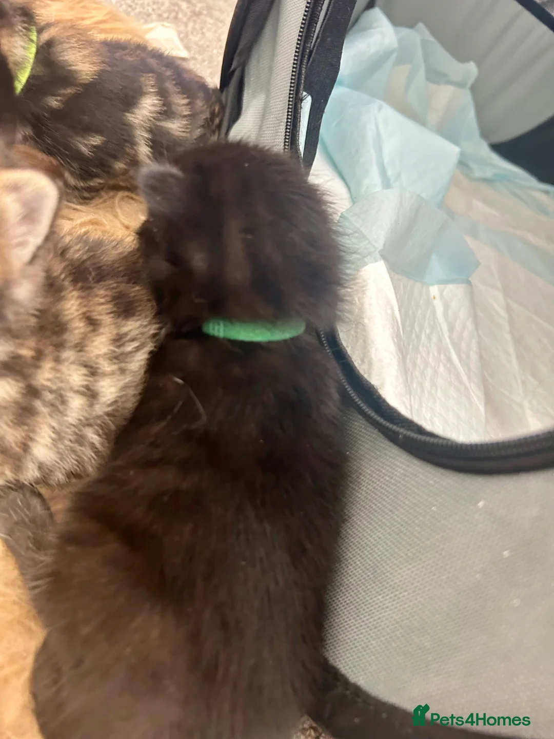 Bengal cats for sale: Beautiful Bengal crosses  - Advert 20