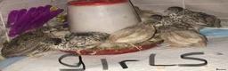 Quail poultry for sale: SEXED QUAILS, CHINESE PAINTED BUTTONS ! - Advert 2