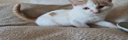 Mixed Breed cats for sale: Lovely playful kittens - Advert 5