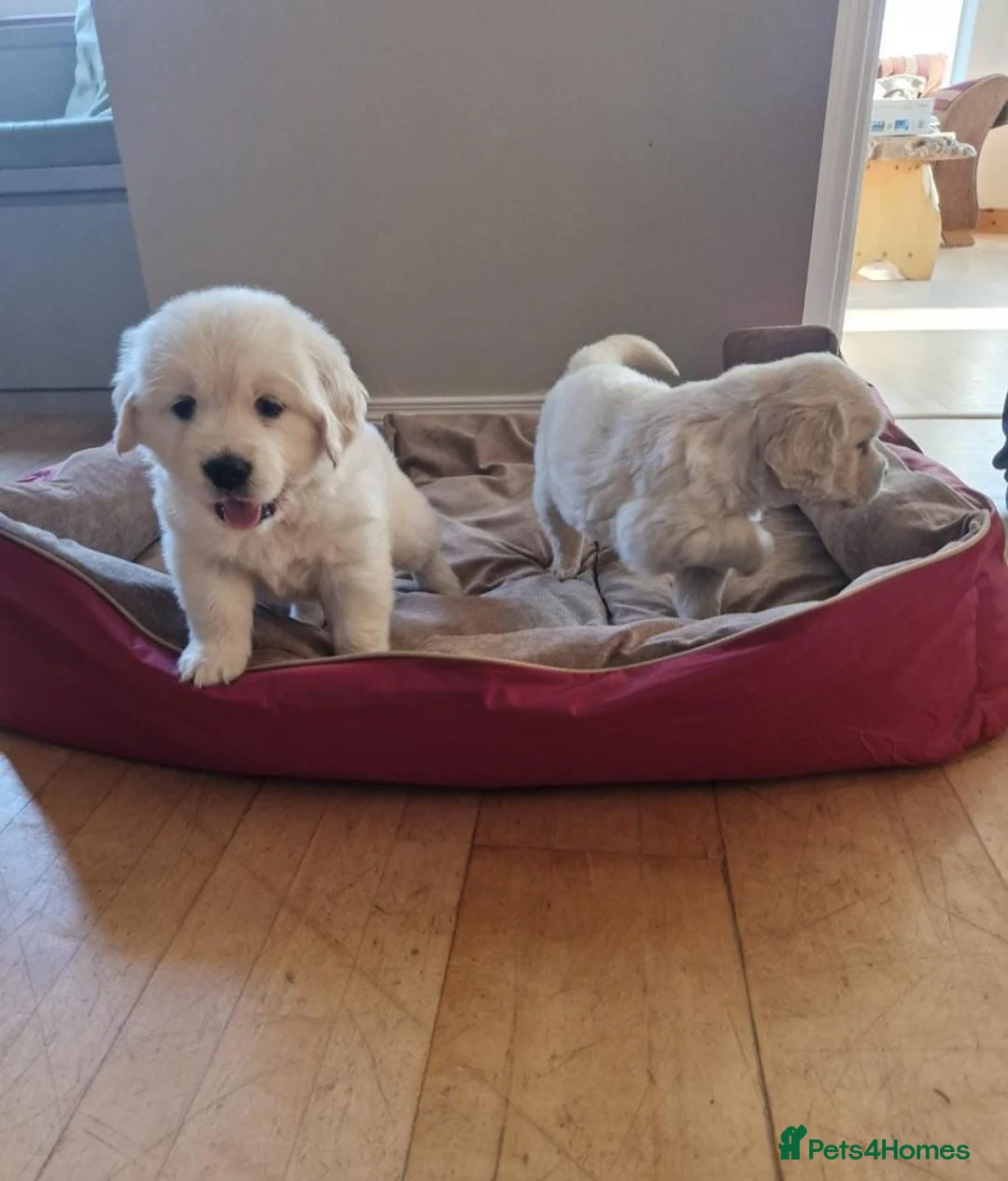 Golden Retriever dogs for sale: Stunning Golden Retrievers - Advert 2