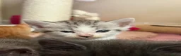 Mixed Breed cats for sale: Beautiful kittens  - Advert 32