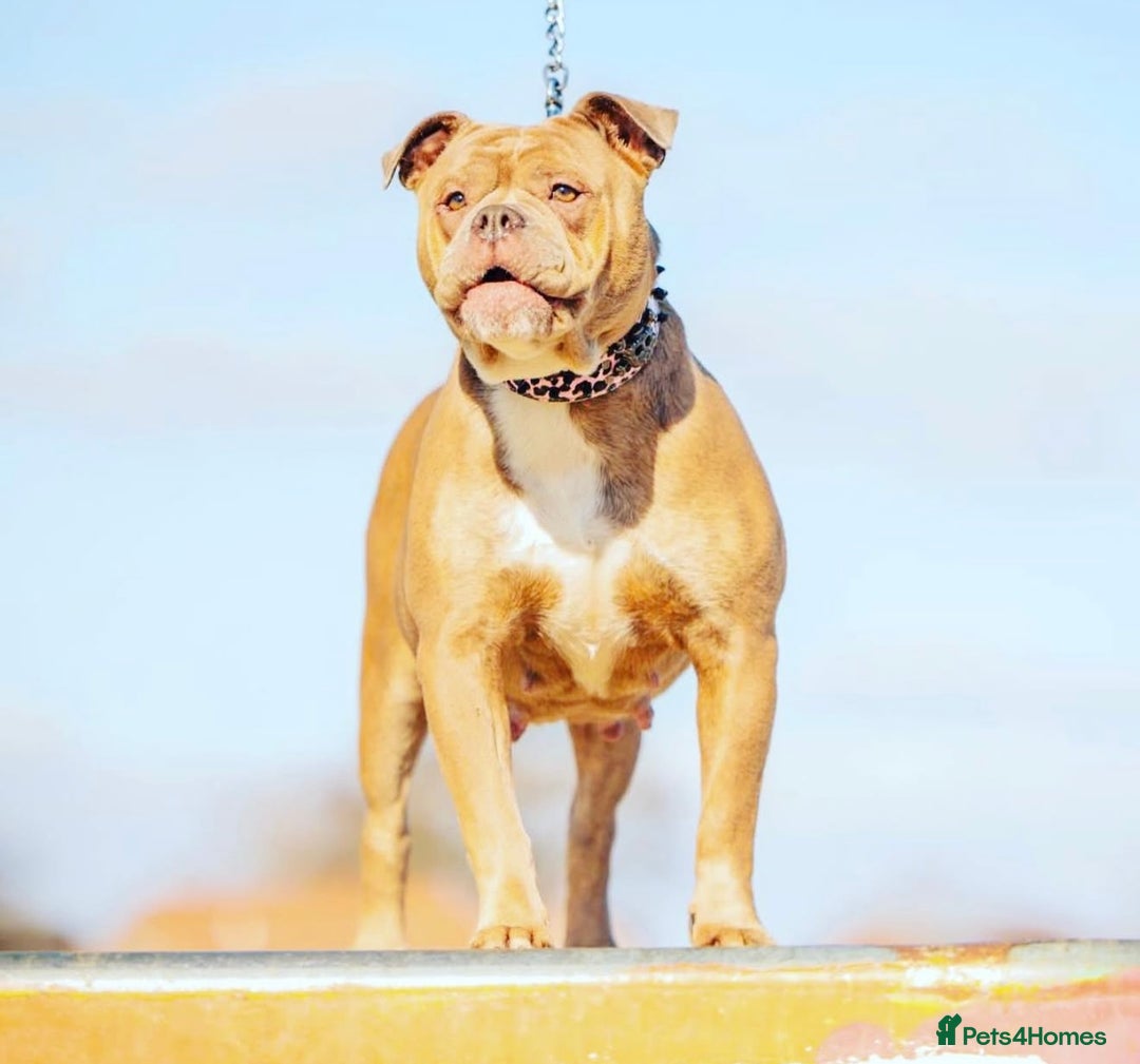 Olde English Bulldogge dogs for sale: Bella - Advert 2