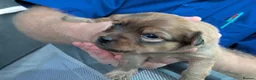 Mixed Breed dogs for sale: Pomeranian X Dachsand x Yorkie - Advert 2