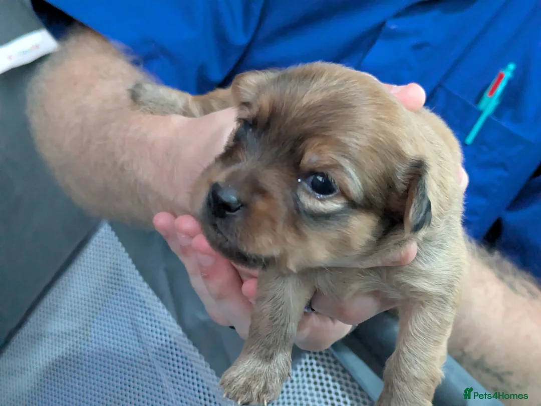 Mixed Breed dogs for sale: Pomeranian X Dachsand x Yorkie - Advert 2