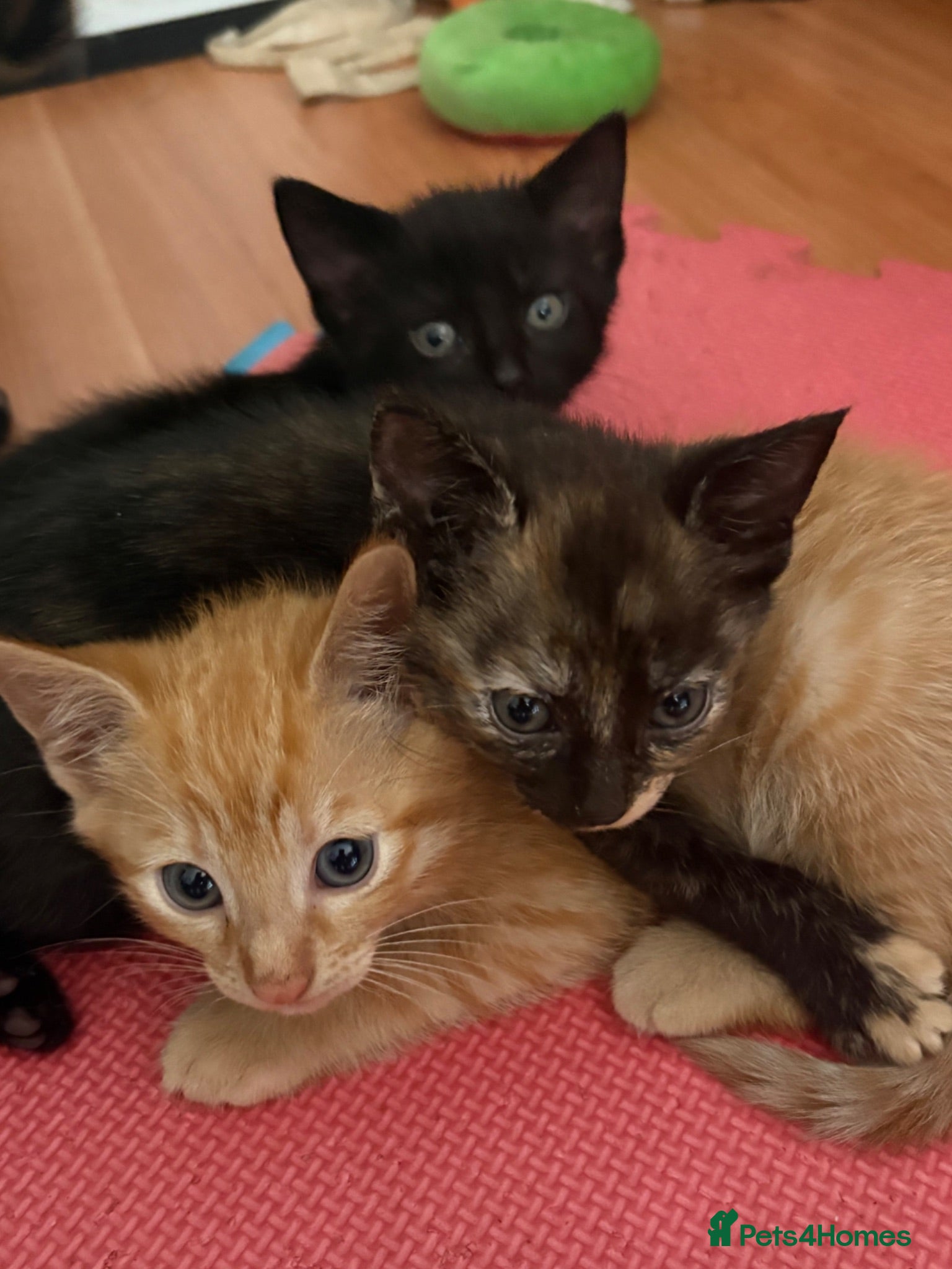 Mixed Breed cats Adorable kittens ready for loving homes - Advert 2