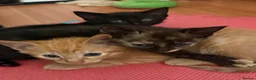 Mixed Breed cats for sale: Adorable kittens ready for loving homes - Advert 28
