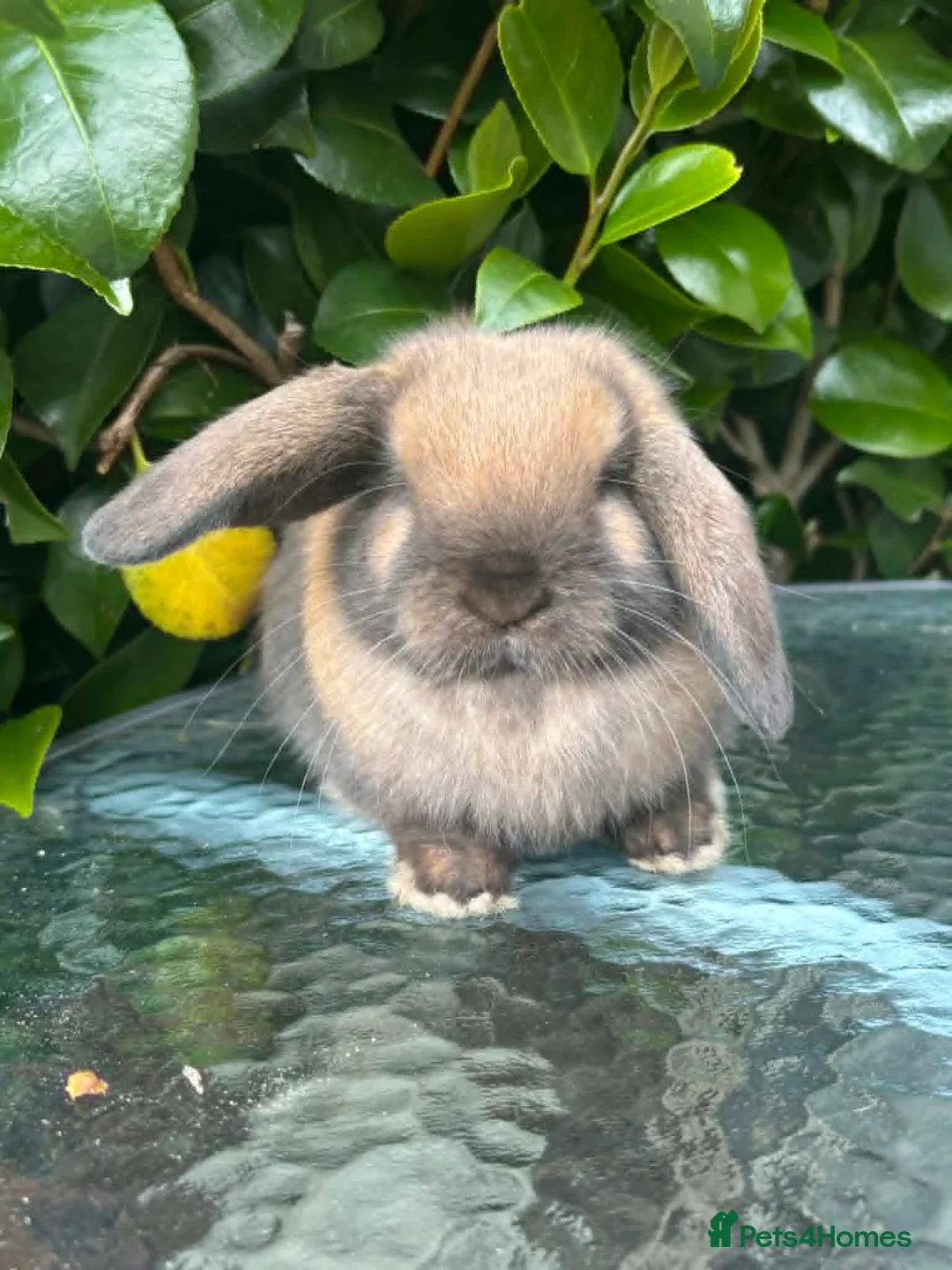 Mini Lop rabbits for sale: Mini lop, holland lop, netherland dwarf - Advert 2
