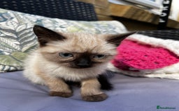 Siamese cats for sale: Siamese baby  - Image 2