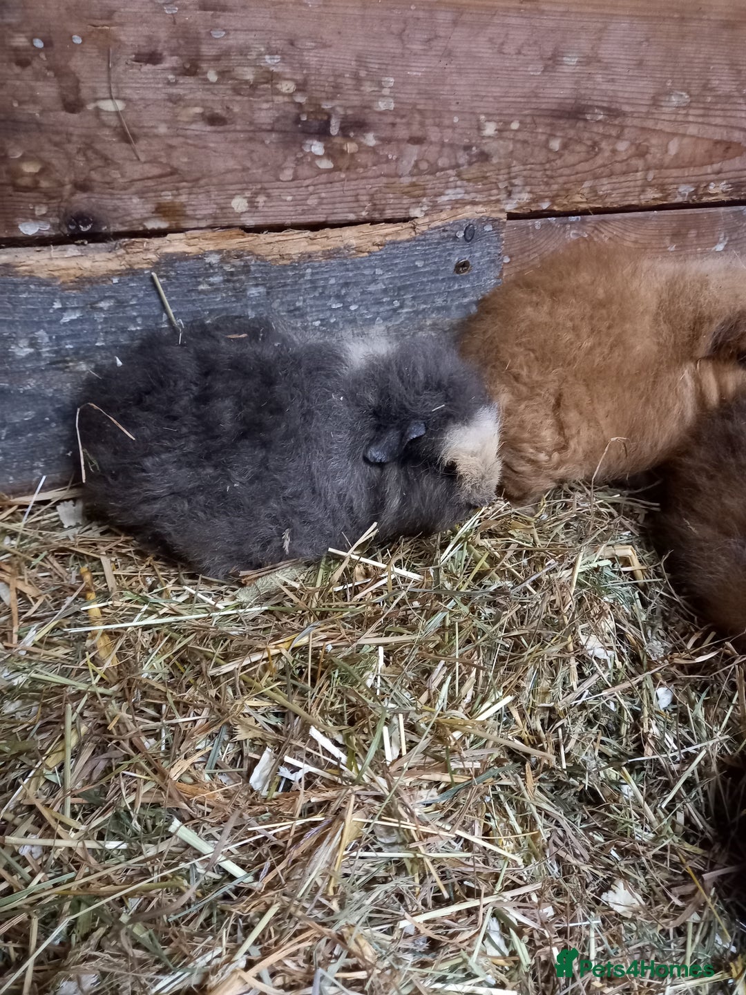 Guinea Pig rodents for sale: Swiss baby guinea-pigs  - Advert 14