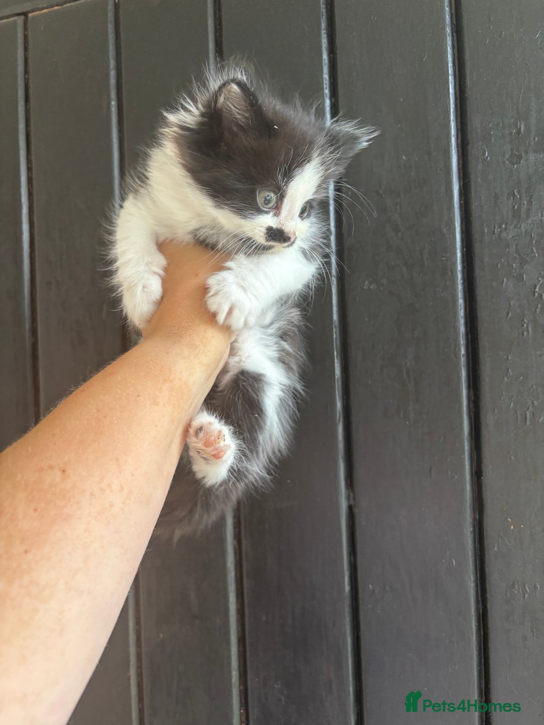 Maine Coon cats for sale: 2 female, 1 male ready for their forever home - Image 5