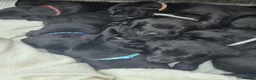 Labrador Retriever dogs for sale: Black Labrador puppies ready for homes Sunday 25th - Advert 1