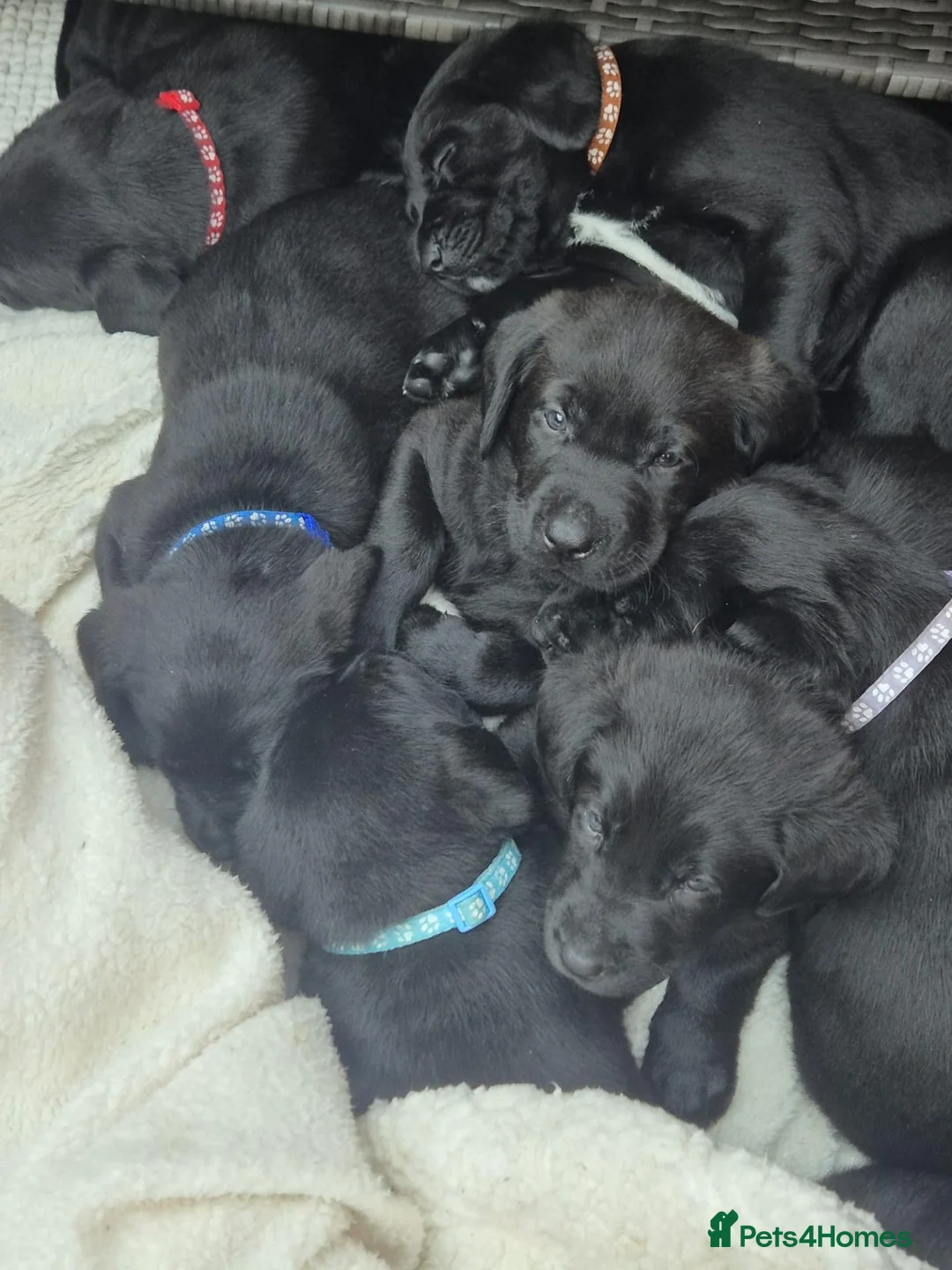 Labrador Retriever dogs for sale: Black Labrador puppies ready for homes Sunday 25th - Advert 1