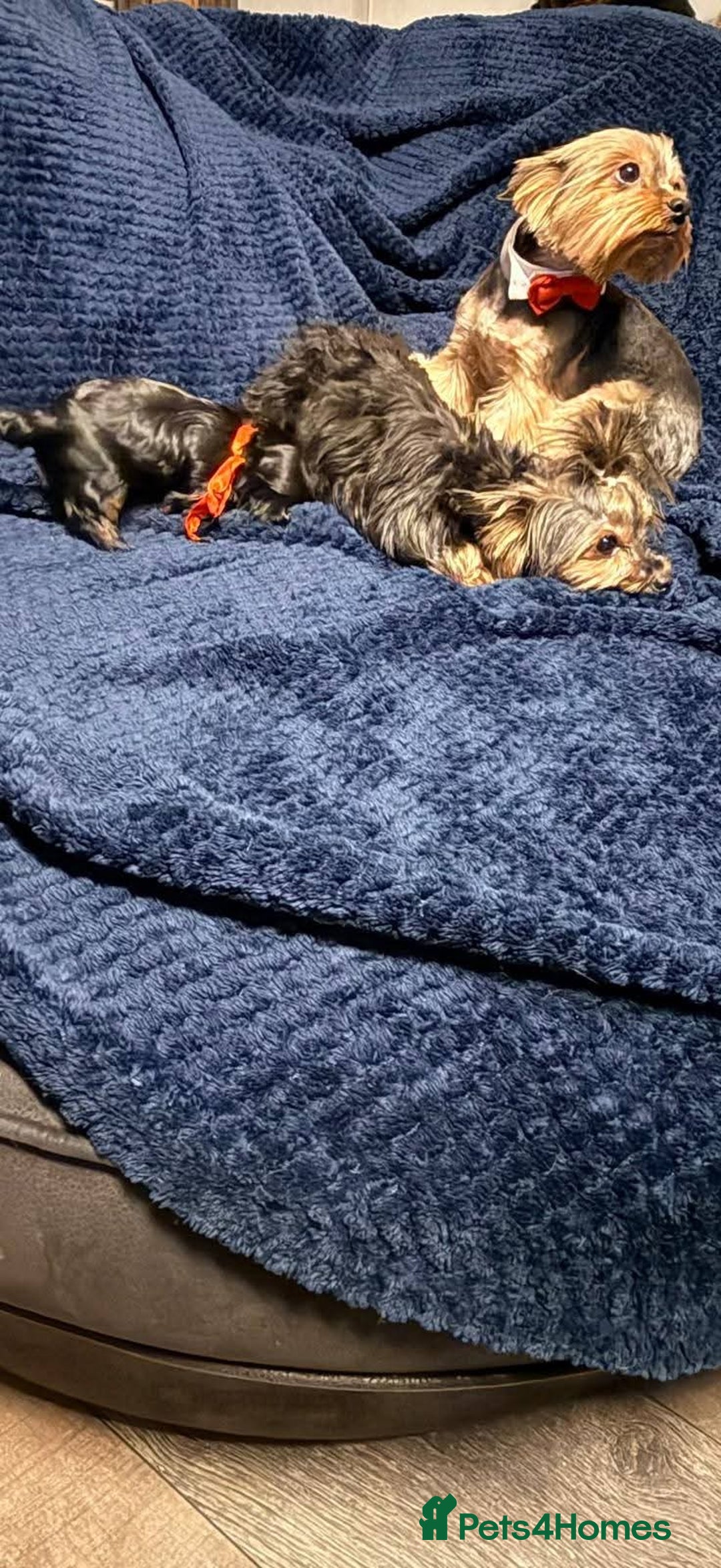 Yorkshire Terrier dogs for sale: Little Maya is looking for her own home - Advert 5