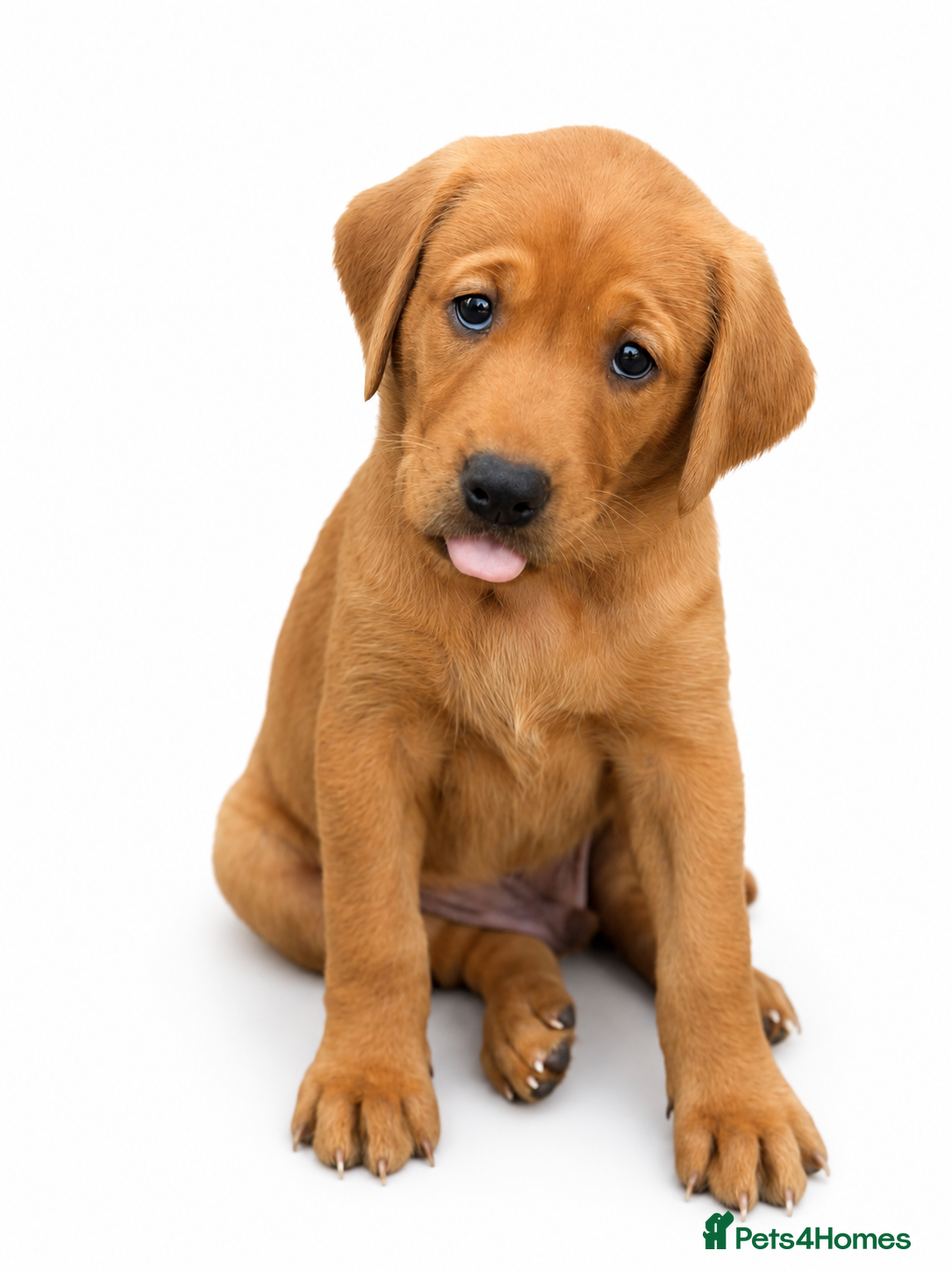 Labrador Retriever dogs Exceptional Labrador puppies  - Advert 2