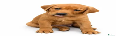 Labrador Retriever 1