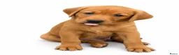 Labrador Retriever dogs for sale: Exceptional Labrador puppies  - Advert 5