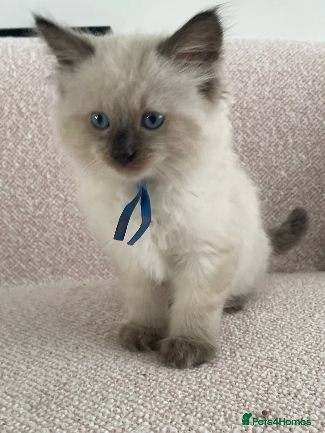 Ragdoll cats for sale: Ragdoll Kittens – 3 Boys & 1 girl  - Advert 2