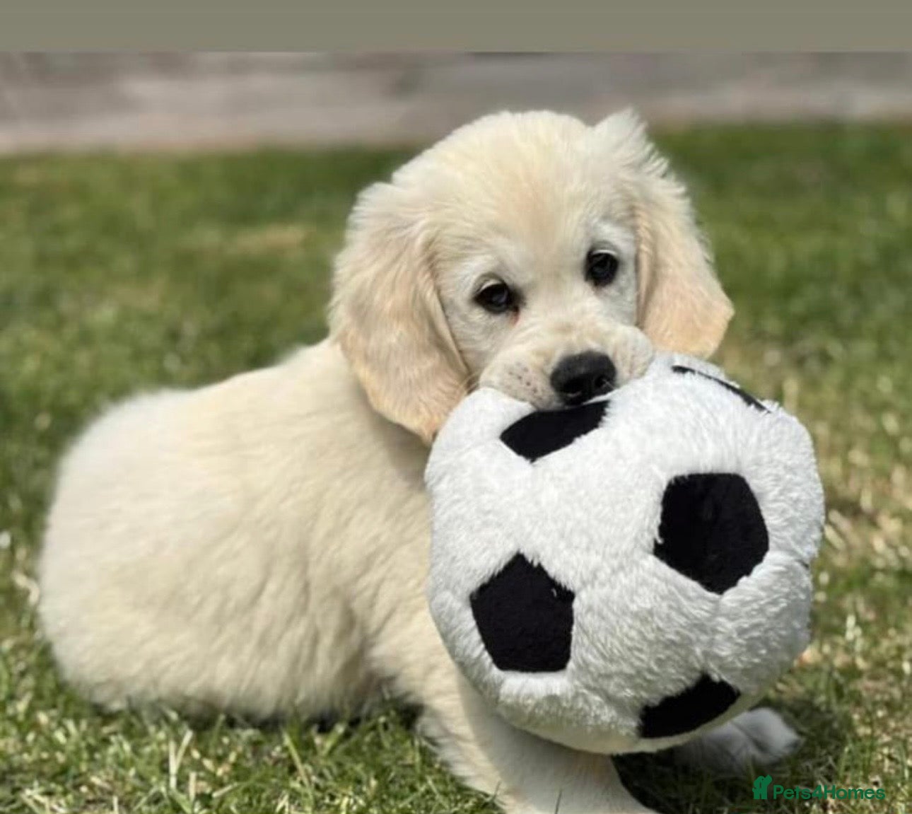 Golden Retriever dogs KC Registered Golden Retriever Puppies - Advert 19