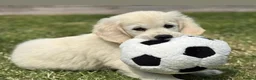 Golden Retriever dogs for sale: KC Registered Golden Retriever Puppies - Advert 1