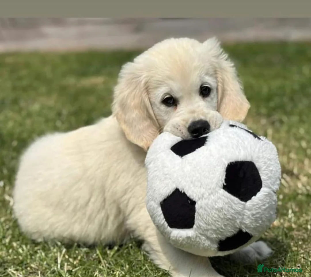 Golden Retriever dogs for sale: KC Registered Golden Retriever Puppies - Advert 1