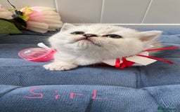 Scottish Fold cats for sale: Scottish Straight Girl  - Image 14