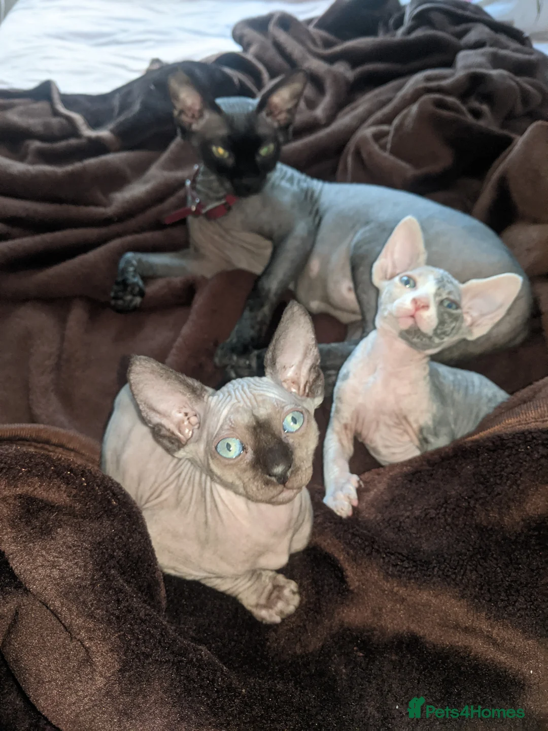 Sphynx cats for sale: Super beautiful Sphynx kittens  - Advert 2
