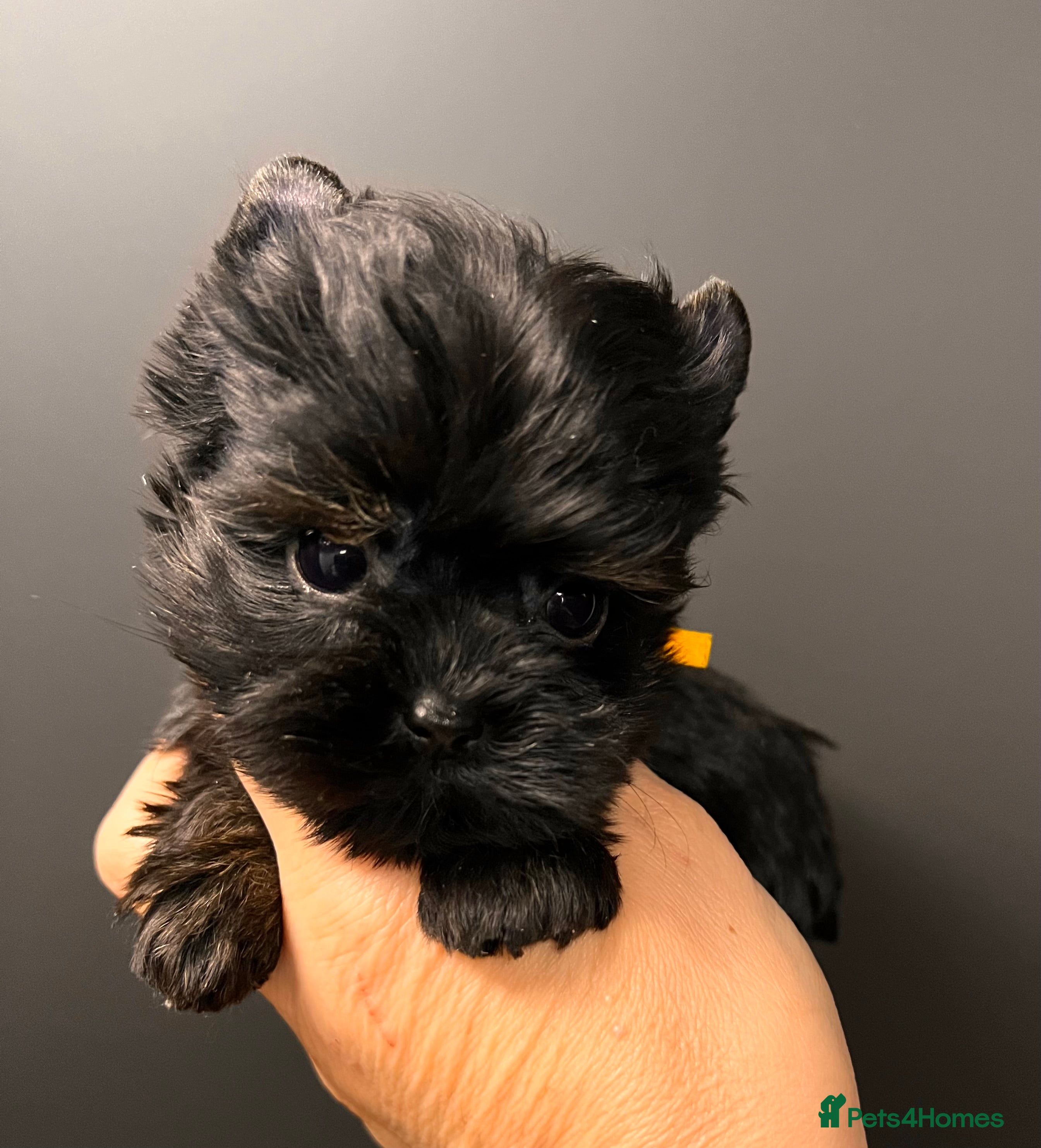 Yorkshire Terrier dogs 🎀 Tiny Little Mini Yorkshire Terrier Girls 🎀 - Advert 5