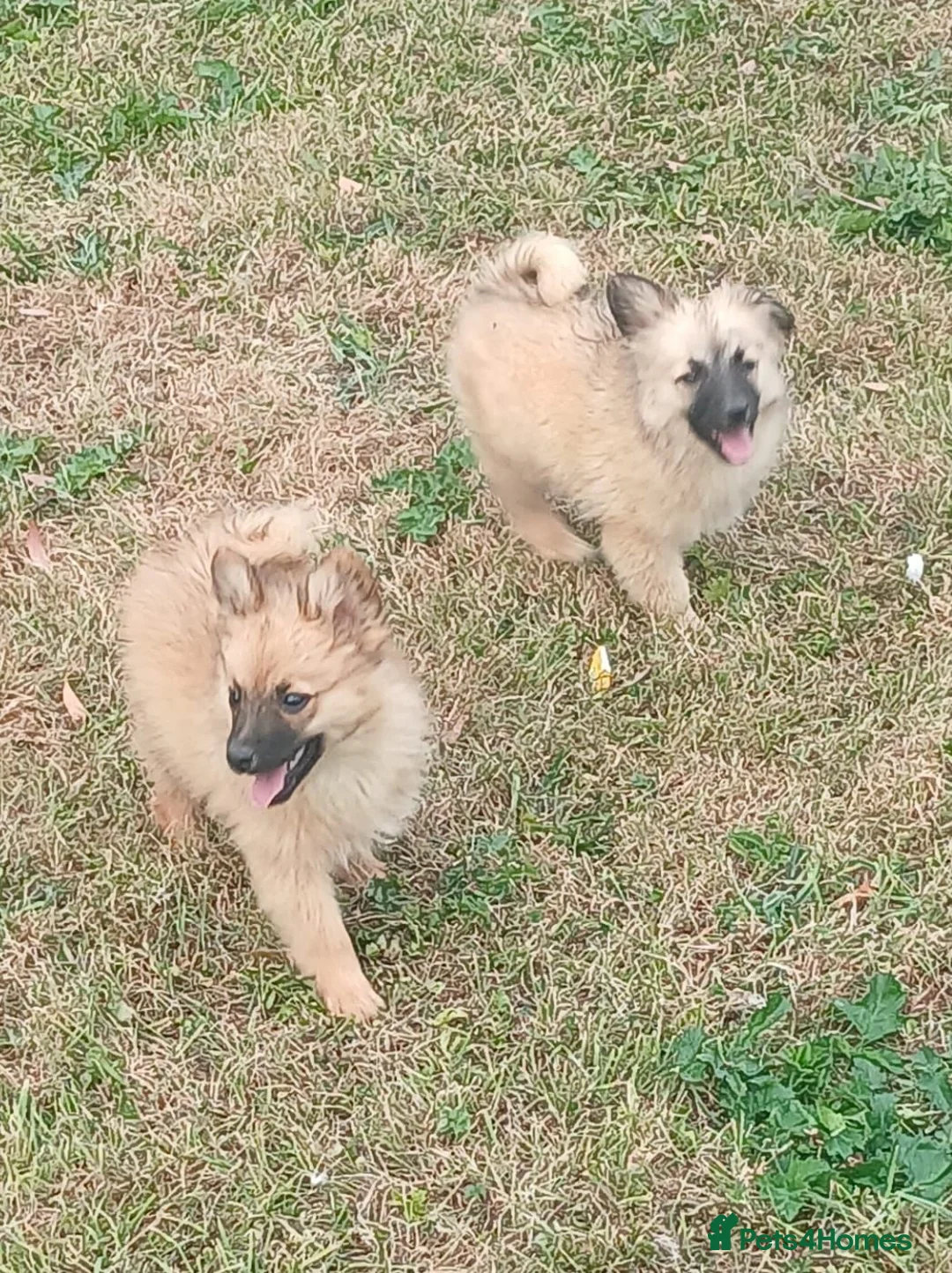 Pomeranian dogs for sale: Beautiful Pomeranianpuppy in Kilmarnock - Advert 23