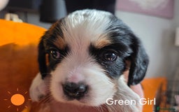 Cockalier dogs for sale: working cocker spaniel  - Image 17