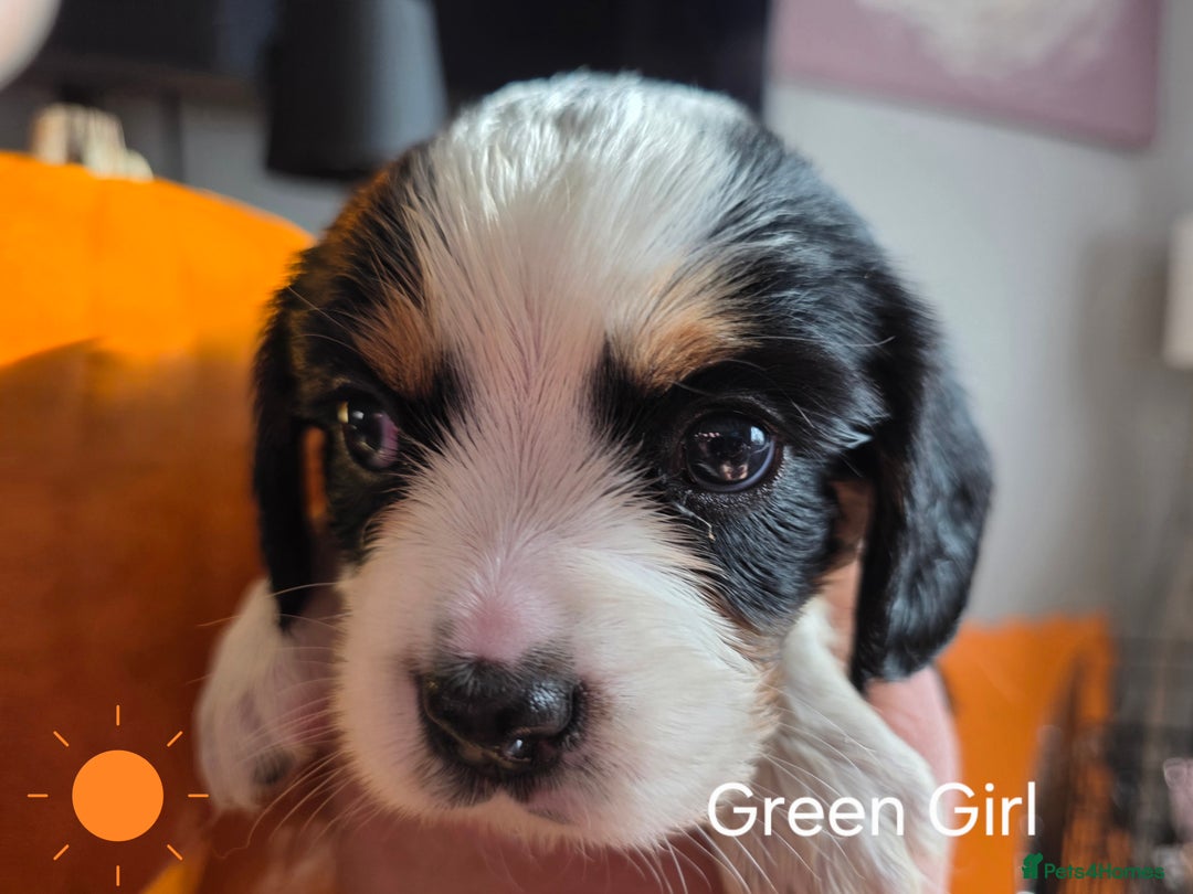 Cockalier dogs for sale: working cocker spaniel  - Image 17