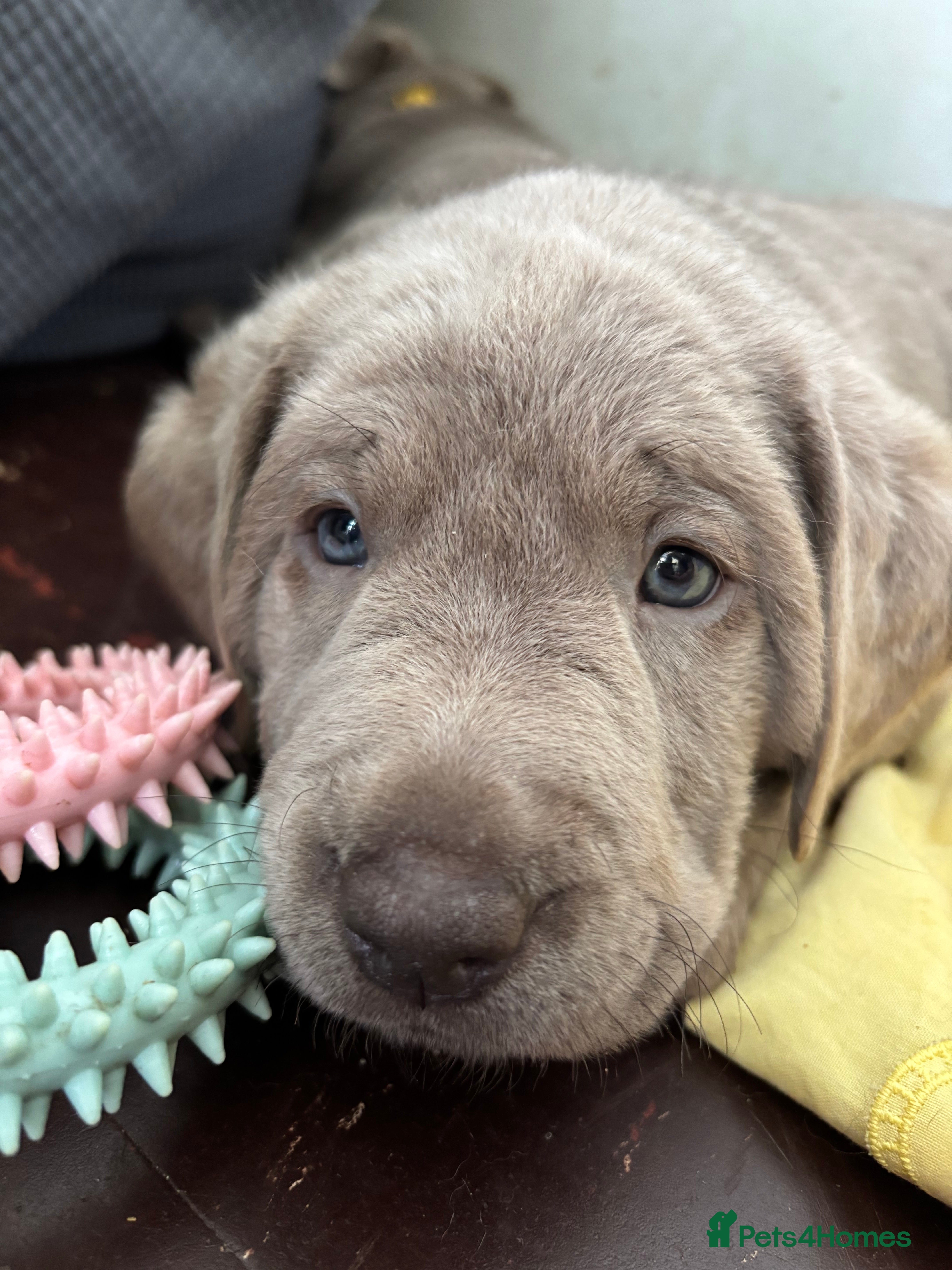 Labrador Retriever dogs Gorgeous Silver Labrador Puppies For Sale! - Advert 2