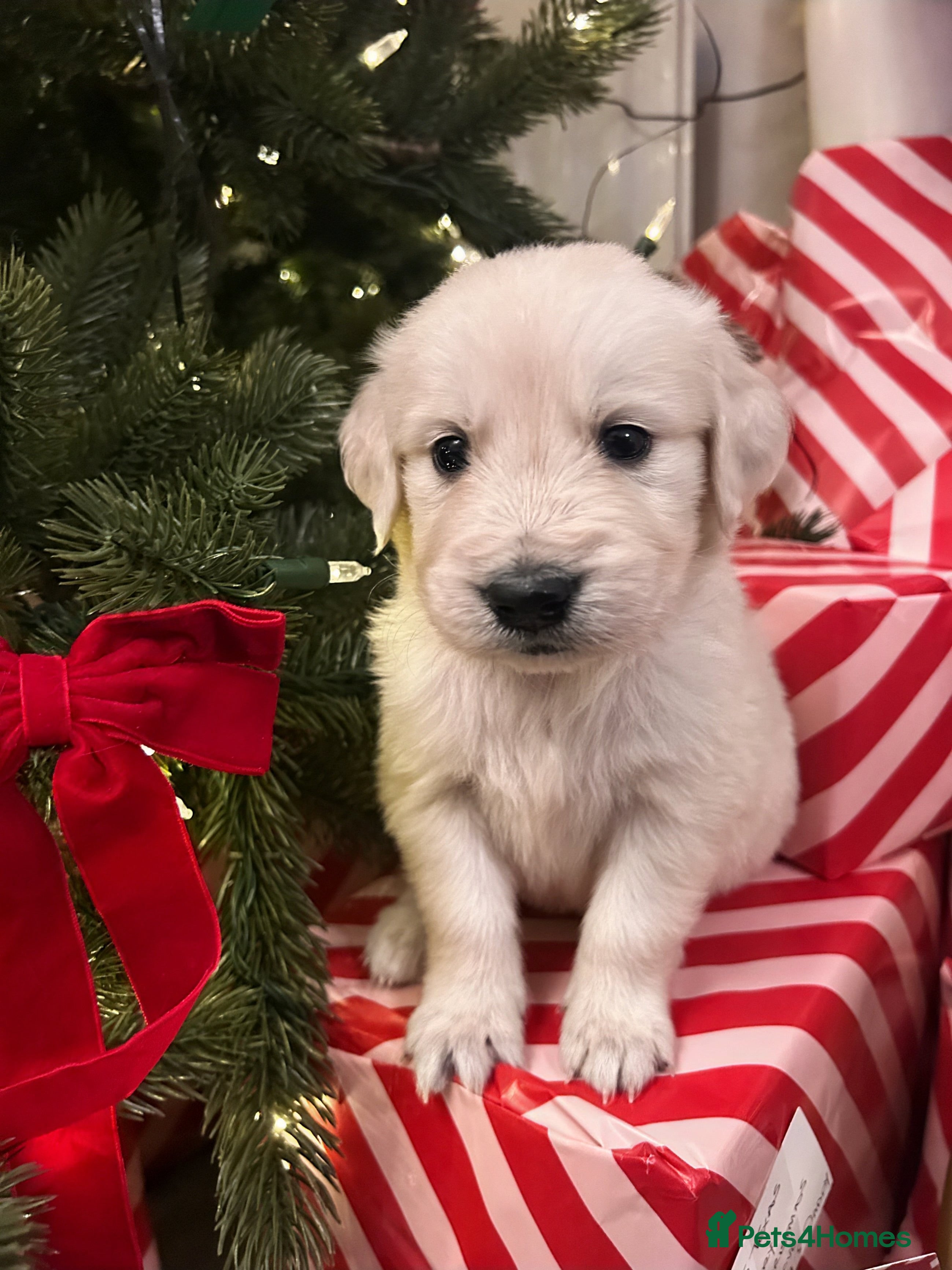 Golden Retriever dogs LAST FLUFFY BOY ! KC REG GOLDEN RETRIEVER BOYS  - Advert 5