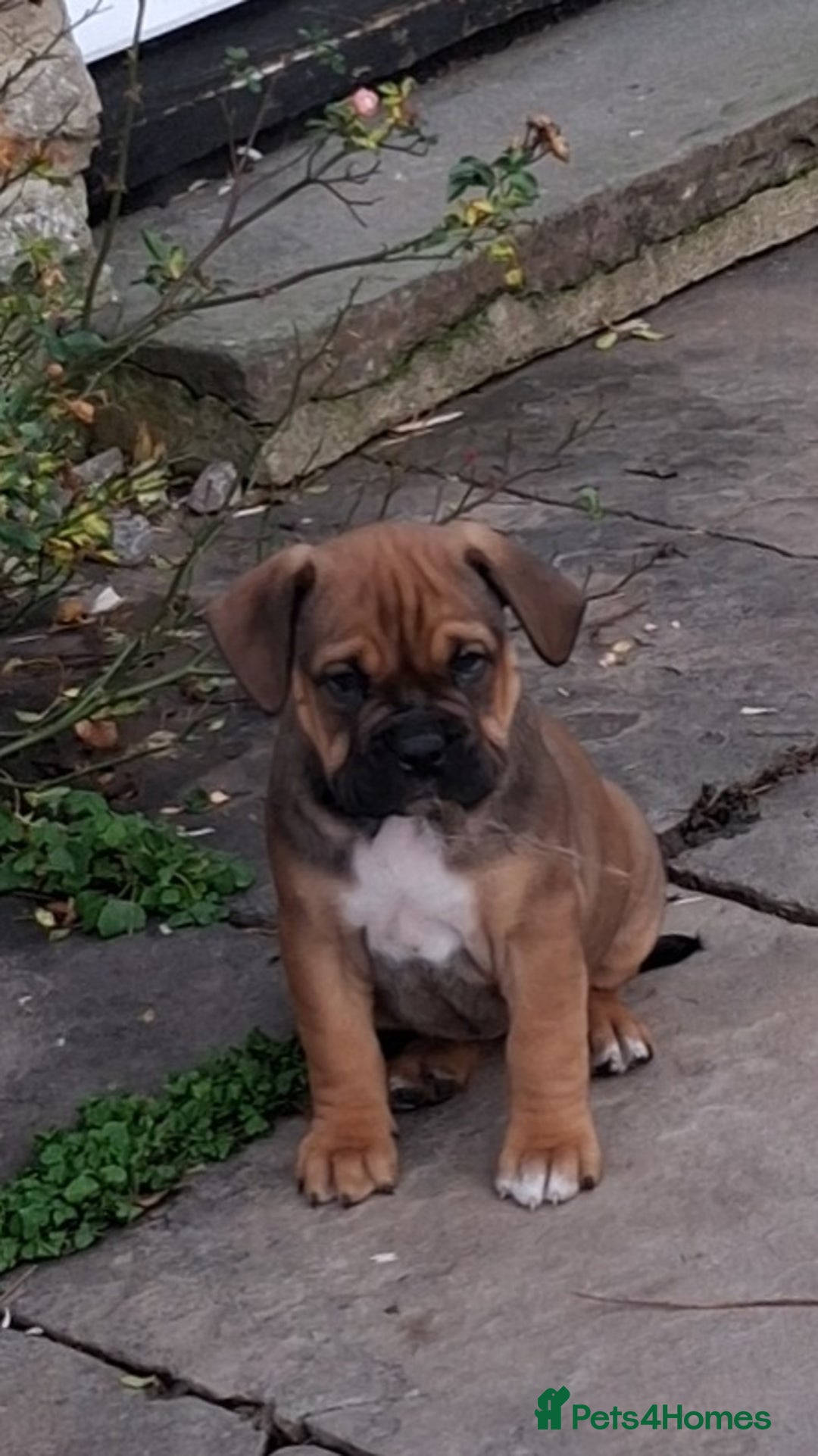 English Bulldog dogs for sale: Beautiful bulldog x rotty mastiff - Advert 30