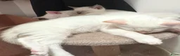 Ragdoll cats for sale: Ragdoll x Snow Bengal kittens 🐾 in Bude - Advert 6