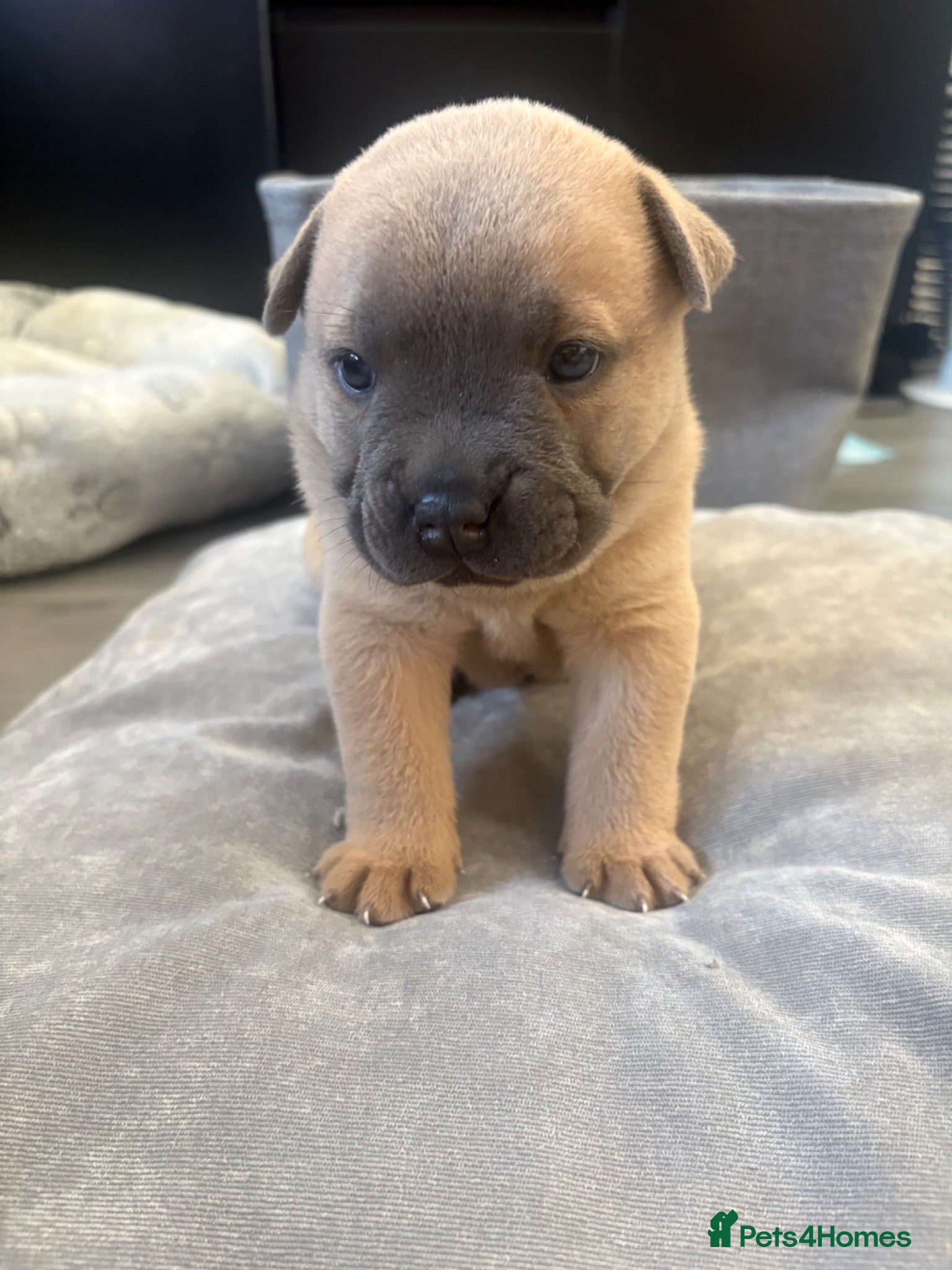 Mixed Breed dogs 10 chaffy puppies  - Advert 1