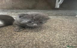 Russian Blue cats for sale: Russian blue kitten  - Image 1