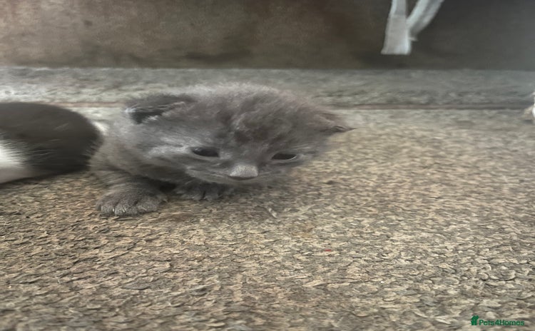 Russian Blue cats - Advert 2