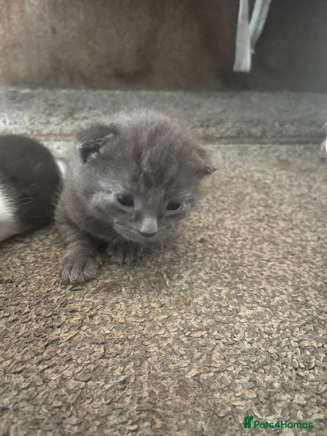 Russian Blue cats for sale: Russian blue kitten  - Image 1