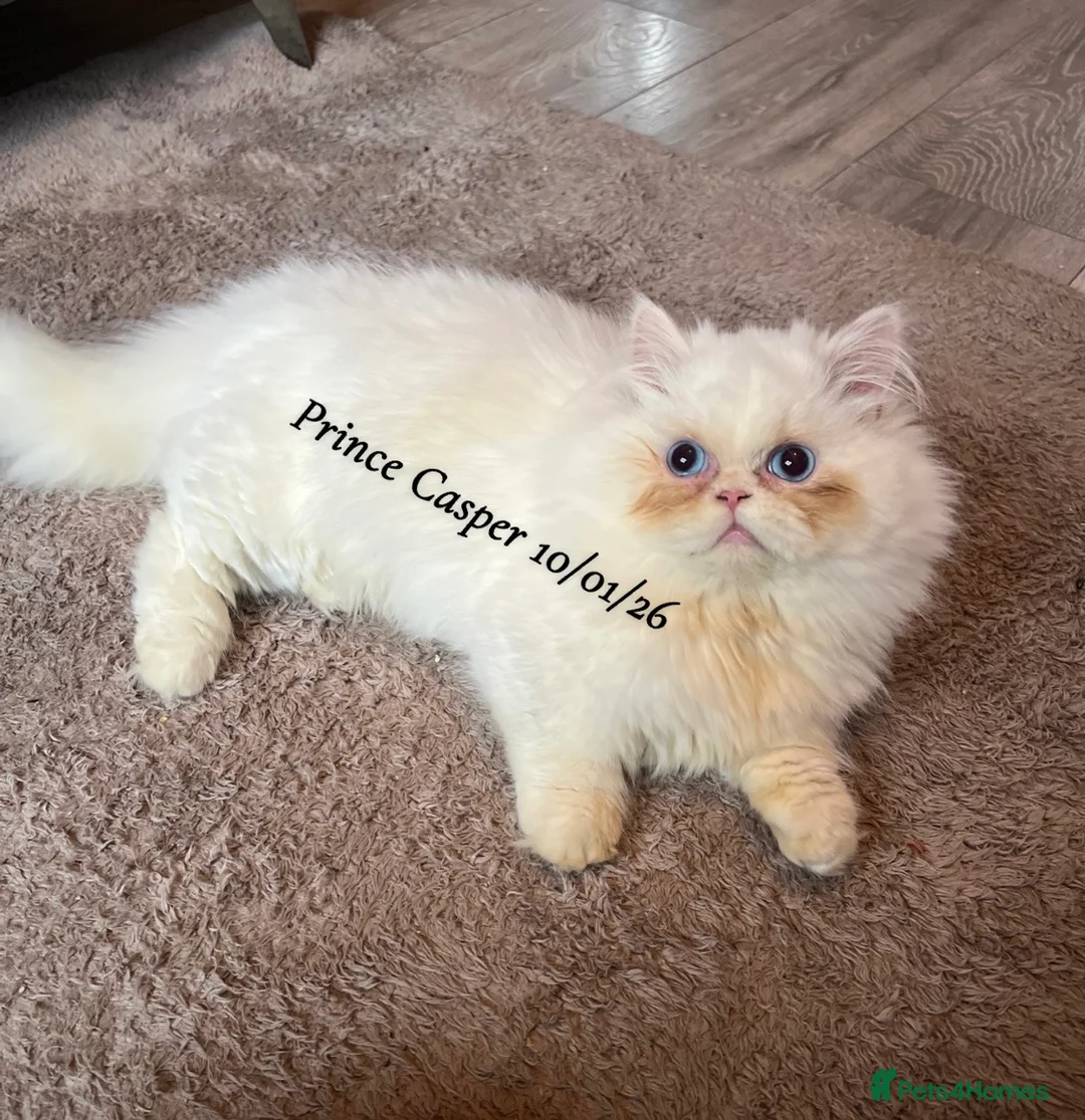 Munchkin cats for sale: Exceptional Quality & Rare Persian Napoleon Minuet - Advert 15