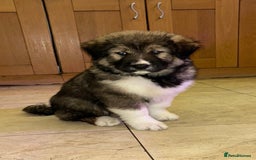 Mixed Breed dogs for sale: F1 Caucasian shepherd X American Akita  - Image 3