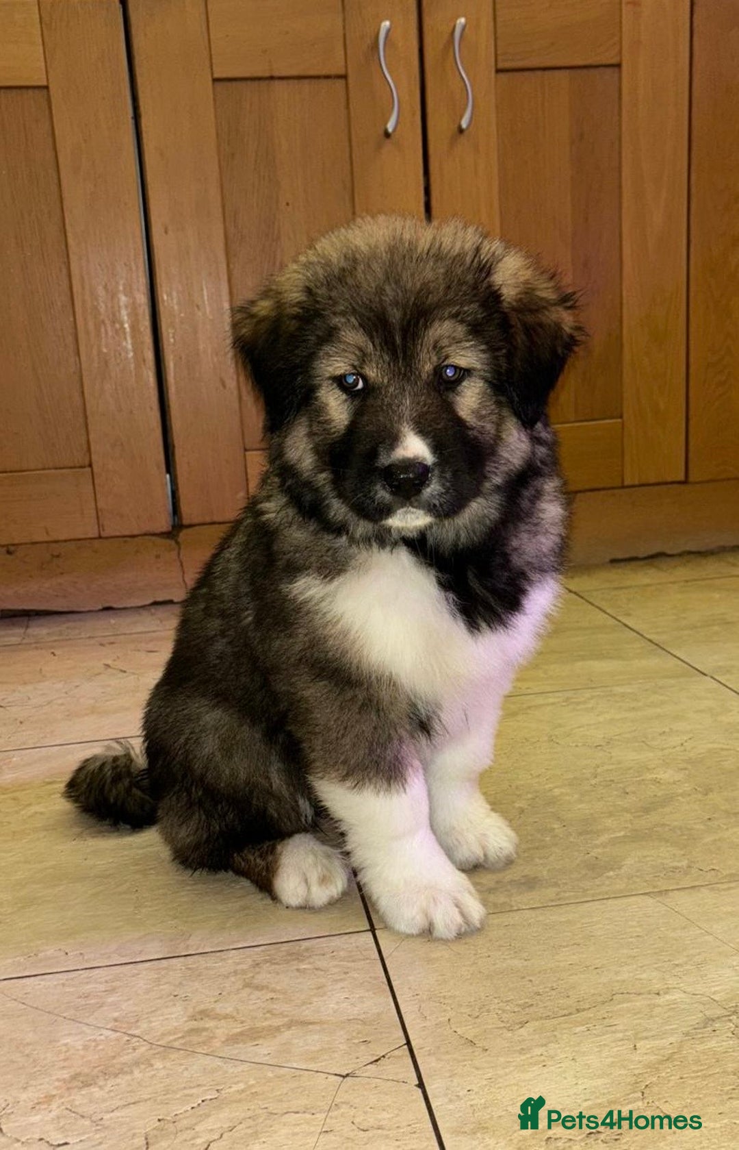 Mixed Breed dogs for sale: F1 Caucasian shepherd X American Akita  - Image 3