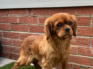 Cavalier King Charles Spaniel dogs - Advert 11