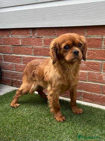 Cavalier King Charles Spaniel dogs - Advert 7