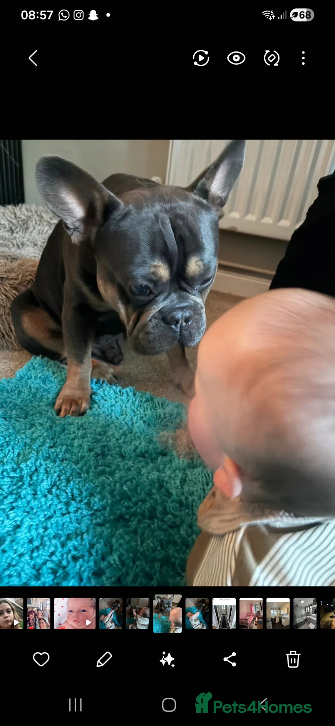 French Bulldog dogs for sale: Vader frenchbull dog  in Portsmouth - Advert 2