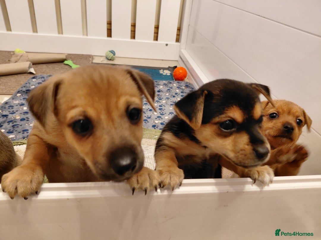 Jack Russell dogs for sale: Jack Russell Puppies - Advert 29