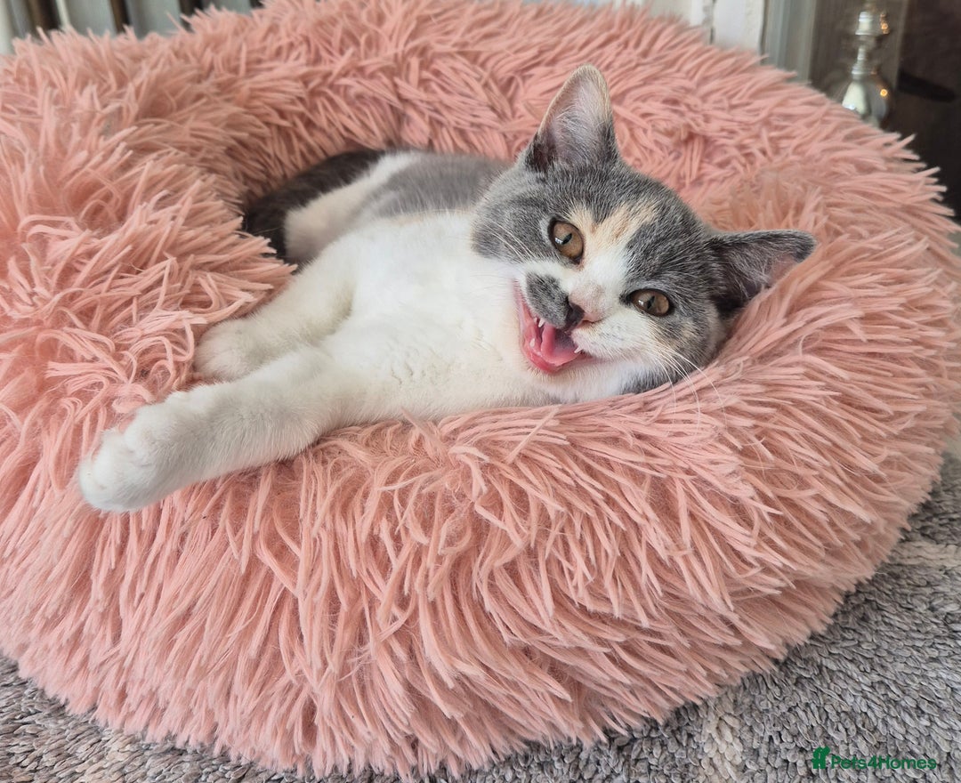 British Shorthair cats for sale: BSH from GCCF parents, champions in pedigree - Image 13