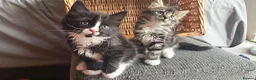 Mixed Breed cats for sale: Maine Coon Mixed Kittens Tabby & Tuxedo Richmond - Advert 18